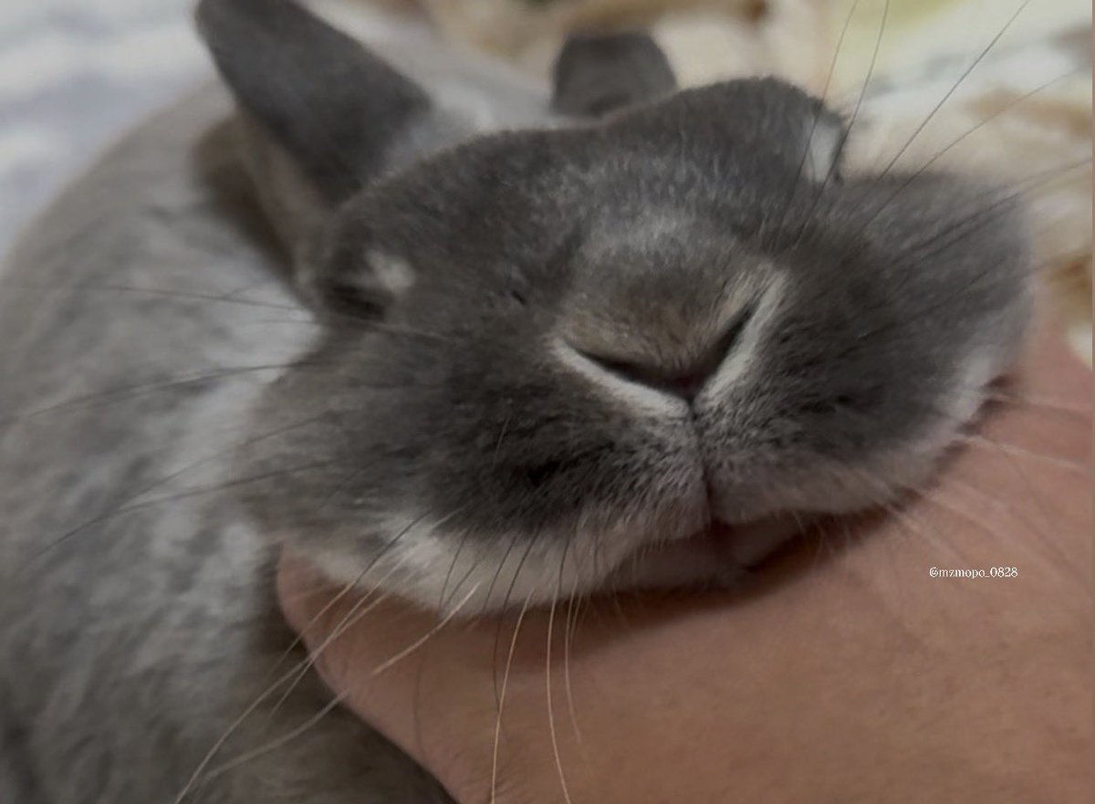 ゆぴよぴ tweet media