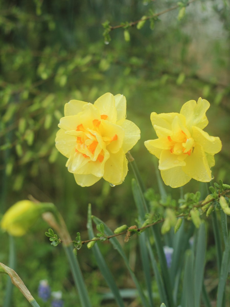 국립세종수목원 처돌이🕯 tweet media