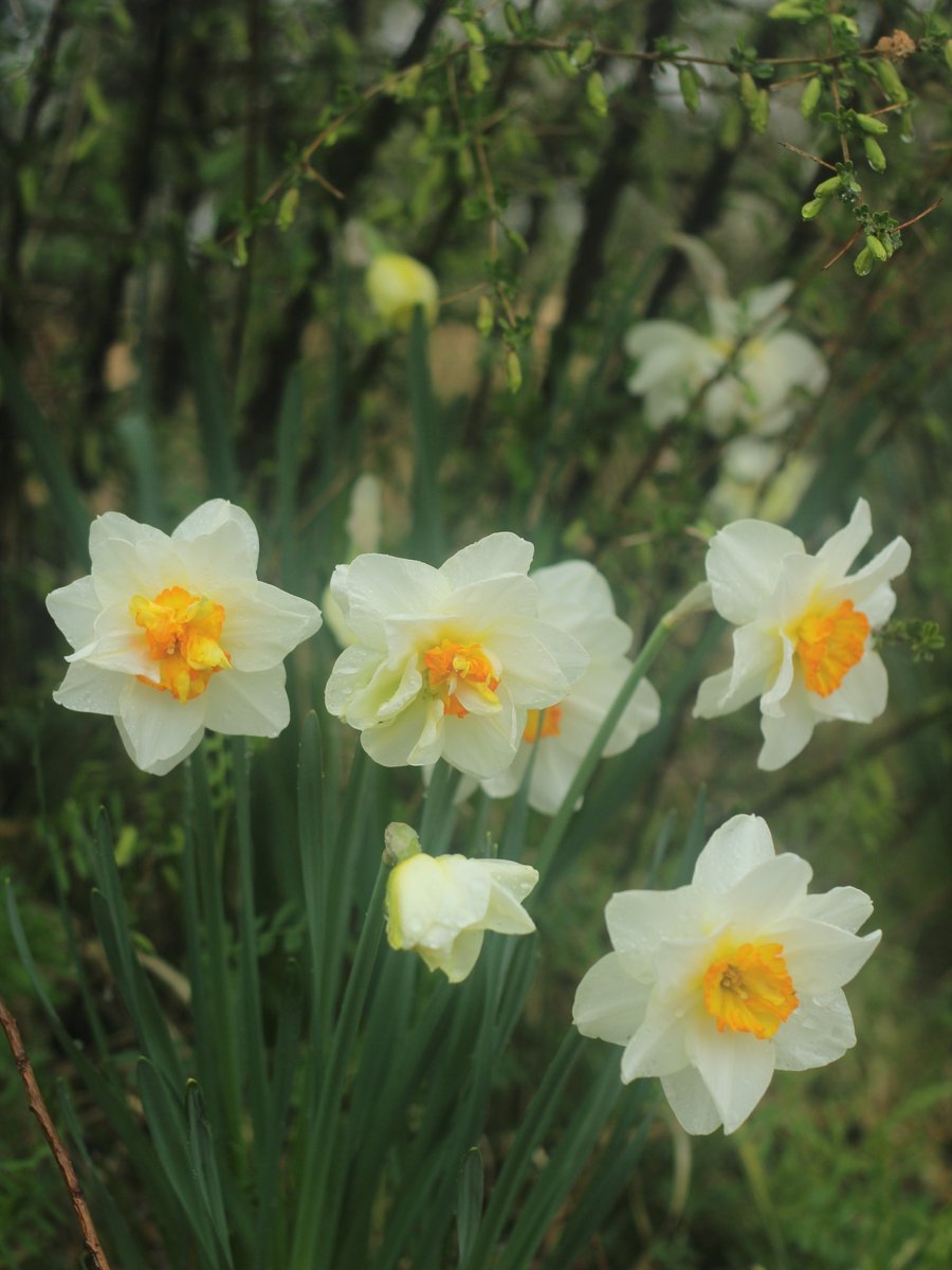 국립세종수목원 처돌이🕯 tweet media