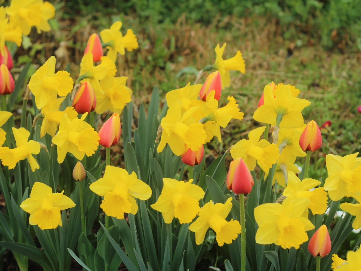 국립세종수목원 처돌이🕯 tweet media