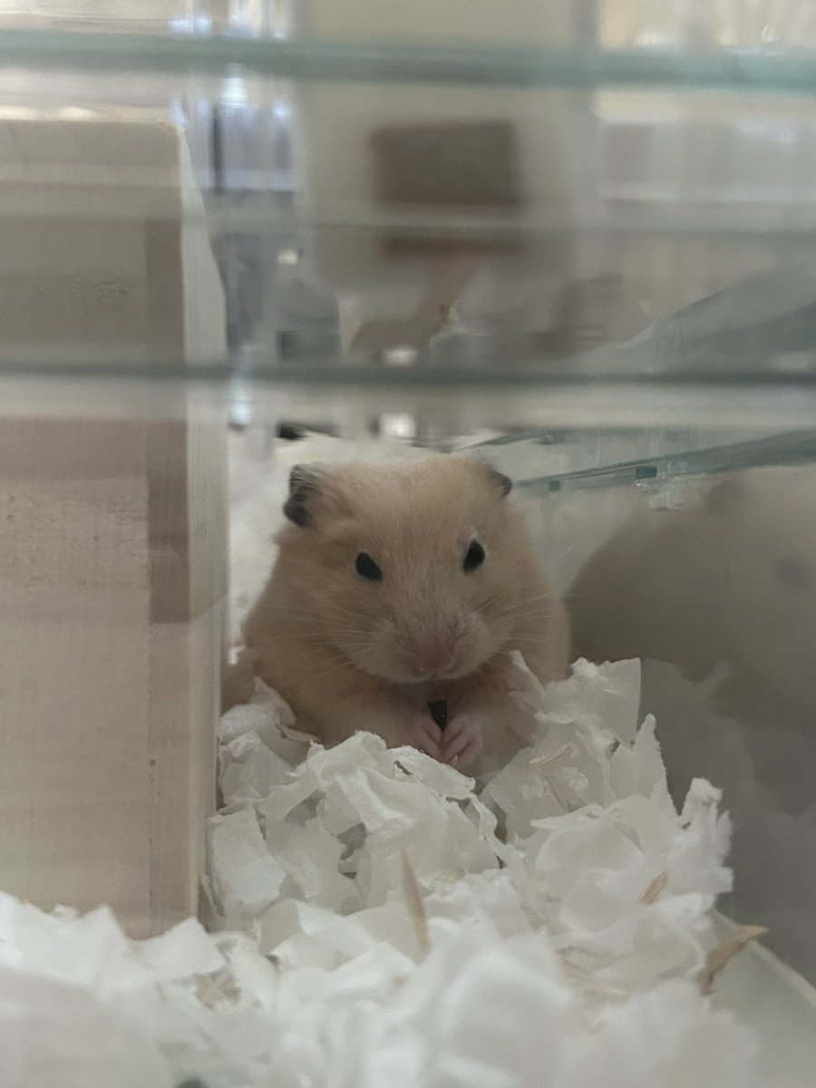 ペレット残してんち💩たべてる