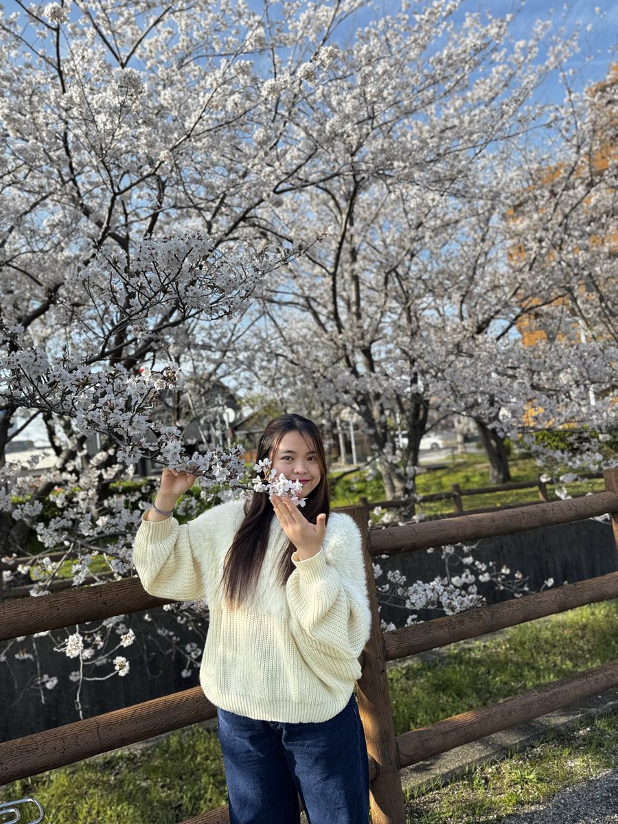 Nrssrfn's tweet photo. Sakura season here in 🇯🇵 https://t.co/hBQOJebLM0