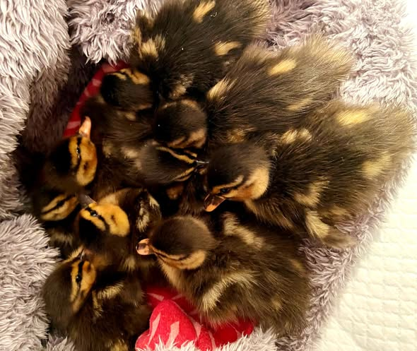 yolanda schultes tweet media