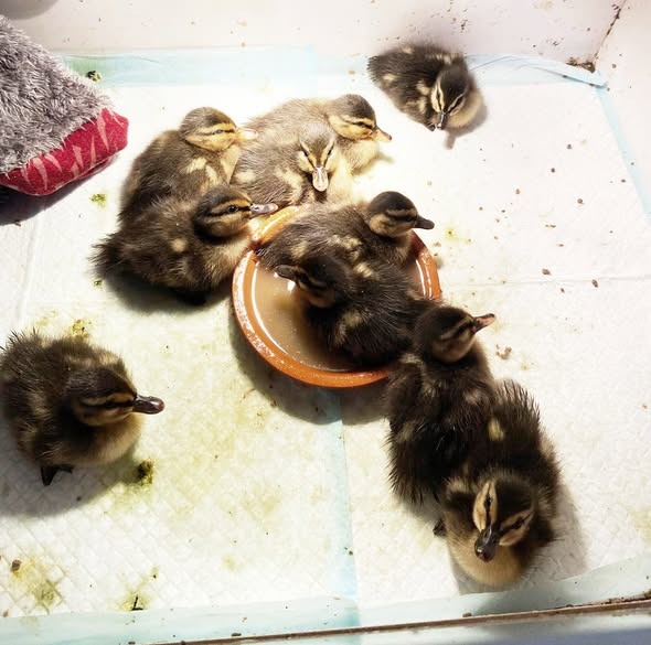 yolanda schultes tweet media