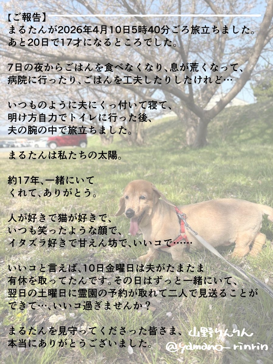 山野りんりん🐈お仕事募集中 tweet media