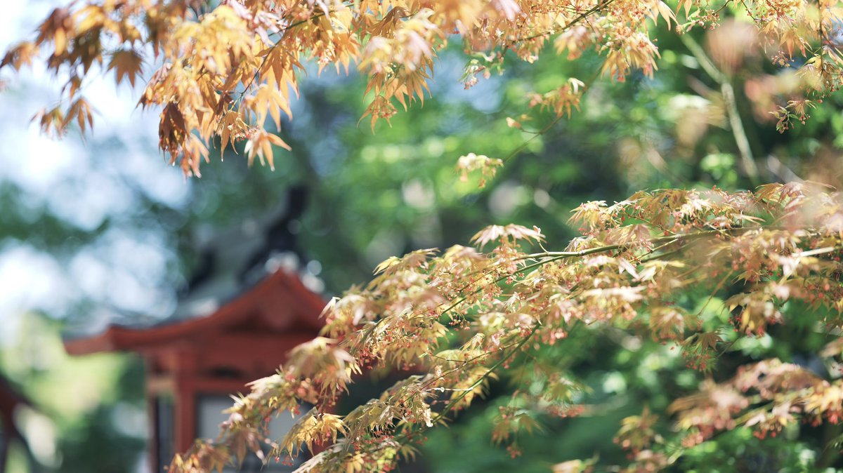 fujifilm_xt's tweet image. LUMIX S9
SIGMA 85mm F1.4 DG DN | Art