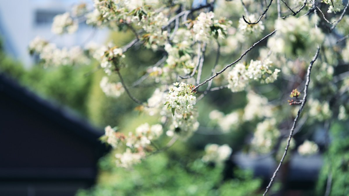 fujifilm_xt's tweet image. LUMIX S9
SIGMA 85mm F1.4 DG DN | Art