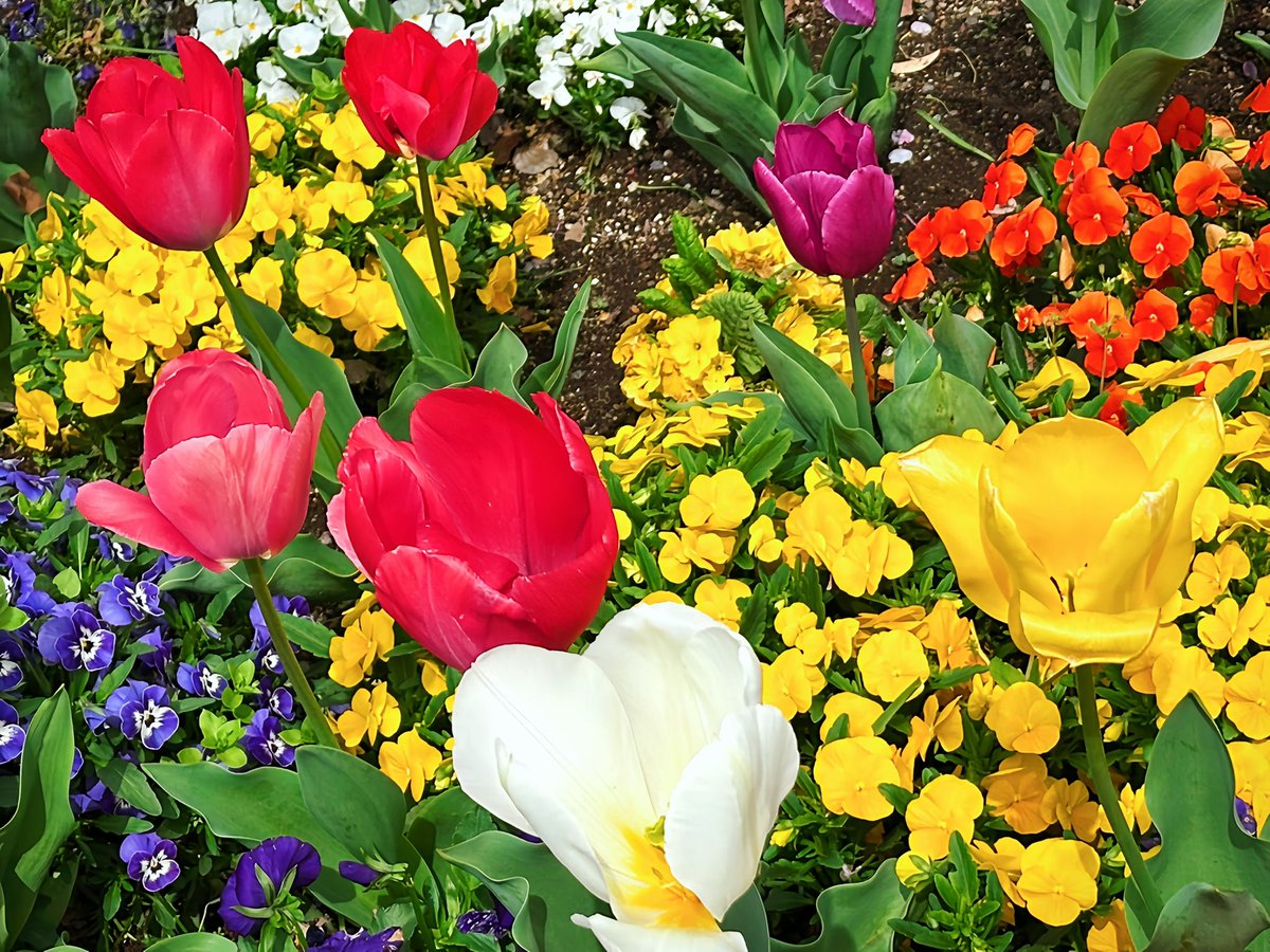 チューリップ🌷とタンポポ🌼かわいい #お花好き #春生まれ #わか