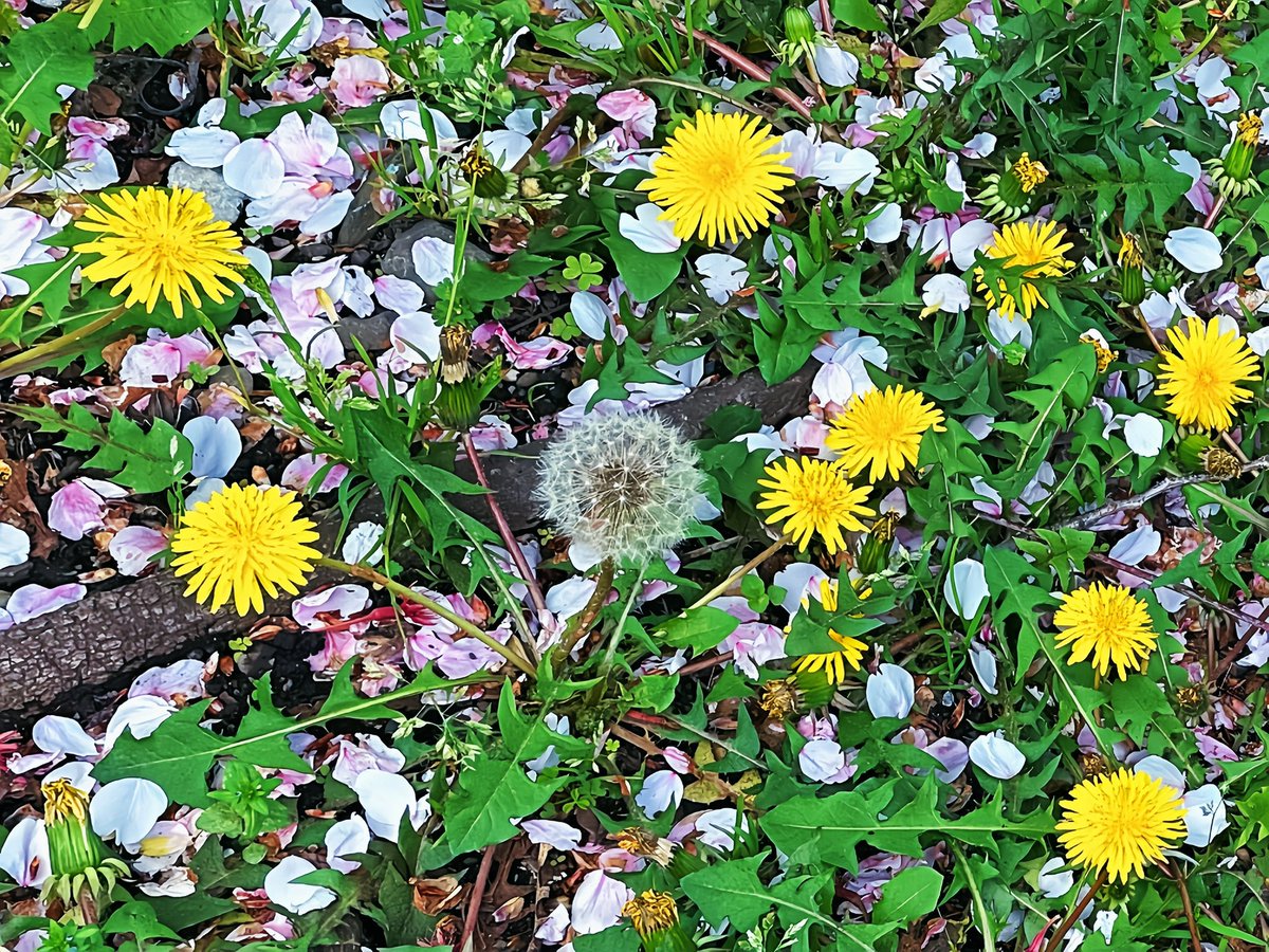 チューリップ🌷とタンポポ🌼かわいい #お花好き #春生まれ #わか