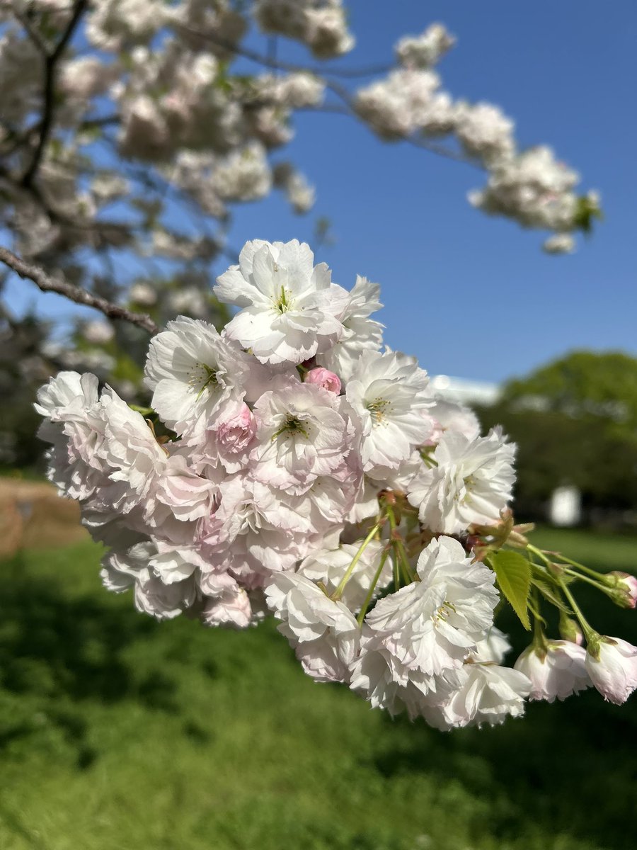 バーチャル犬耳巨乳パイパンアナル狂い人妻おばさんおじさん tweet media