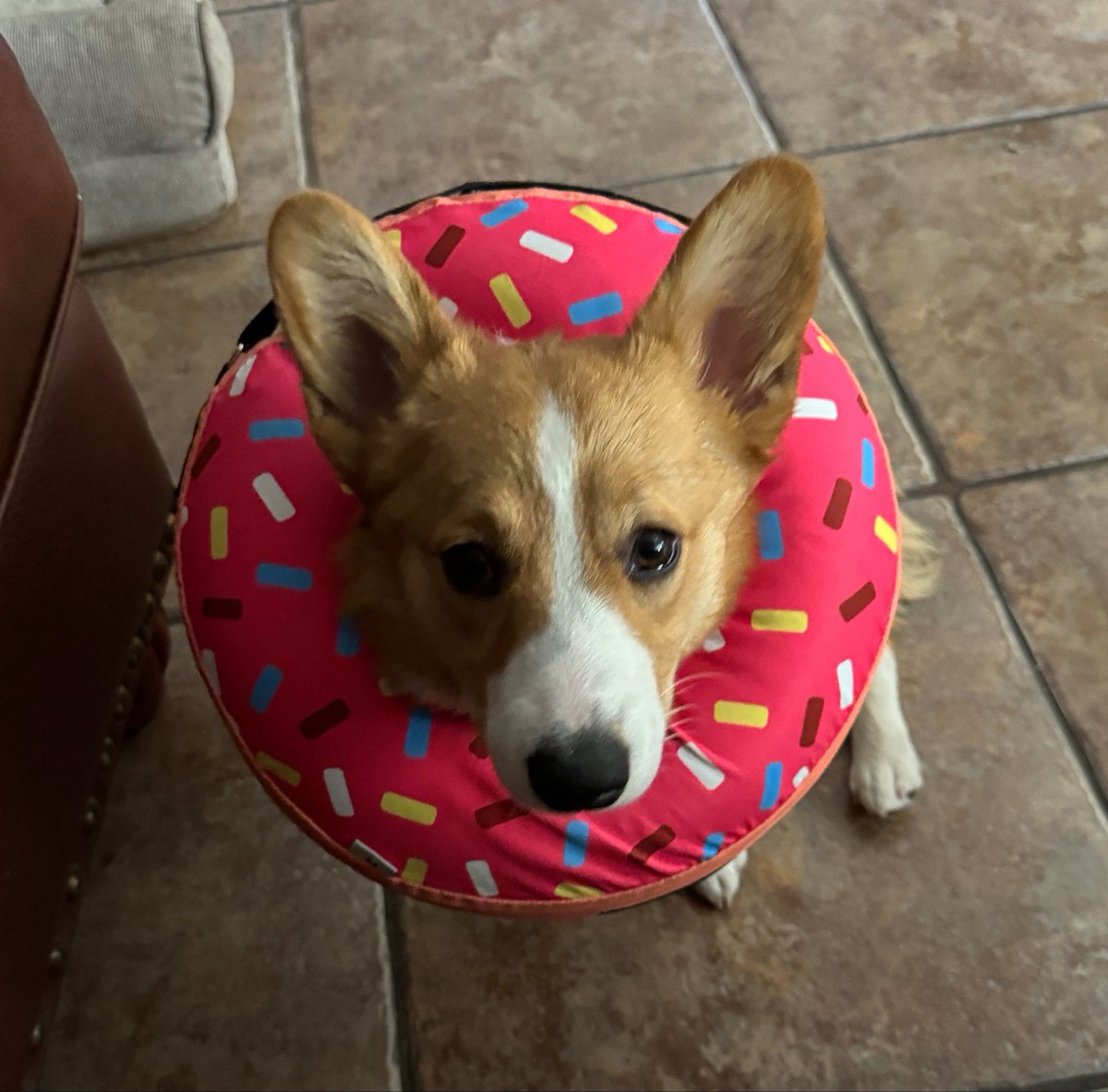 x3Dustco 🌱 OshiUplink tweet media