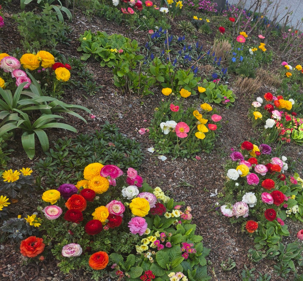 쵸춍🐦‍⬛ tweet media