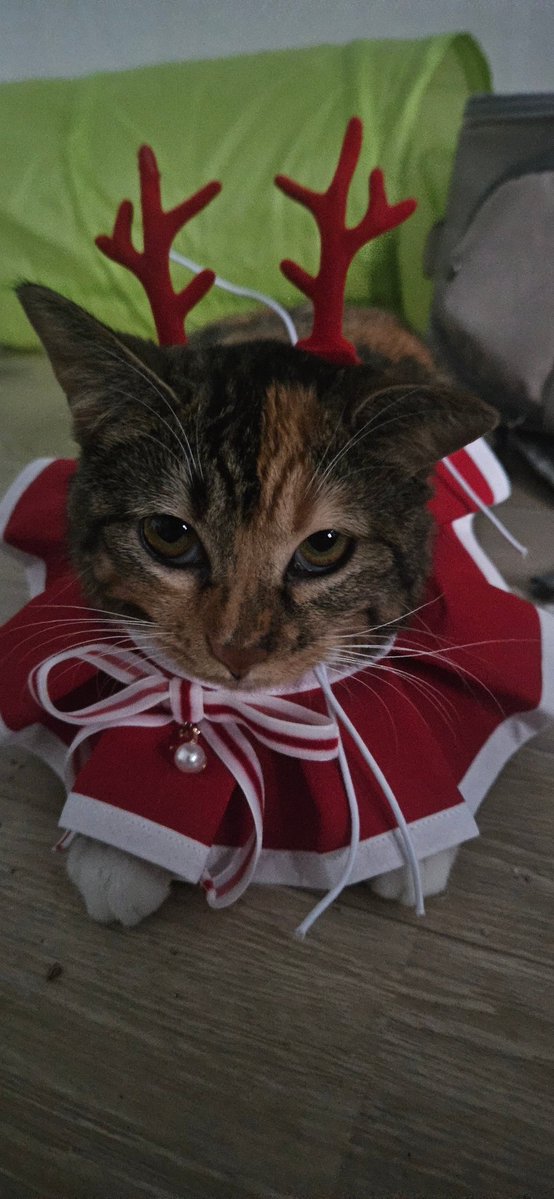 가족찾는 호빵이와 보리 tweet media