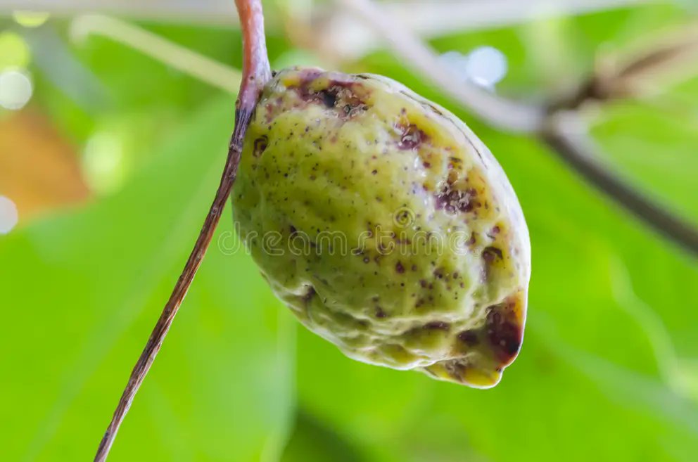 Cristian tweet media