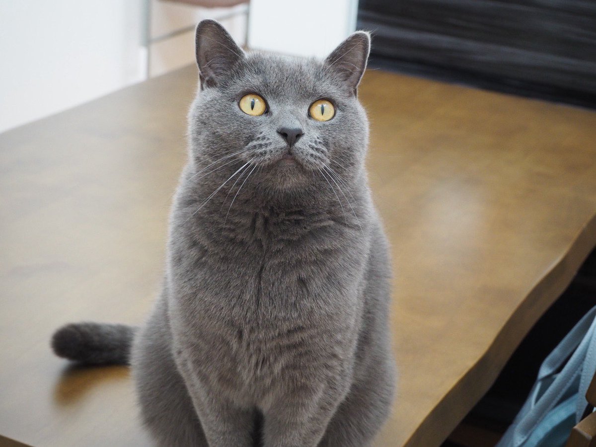 ペット探偵プライベートアイ@日本全国にて即日捜索を実施 tweet media