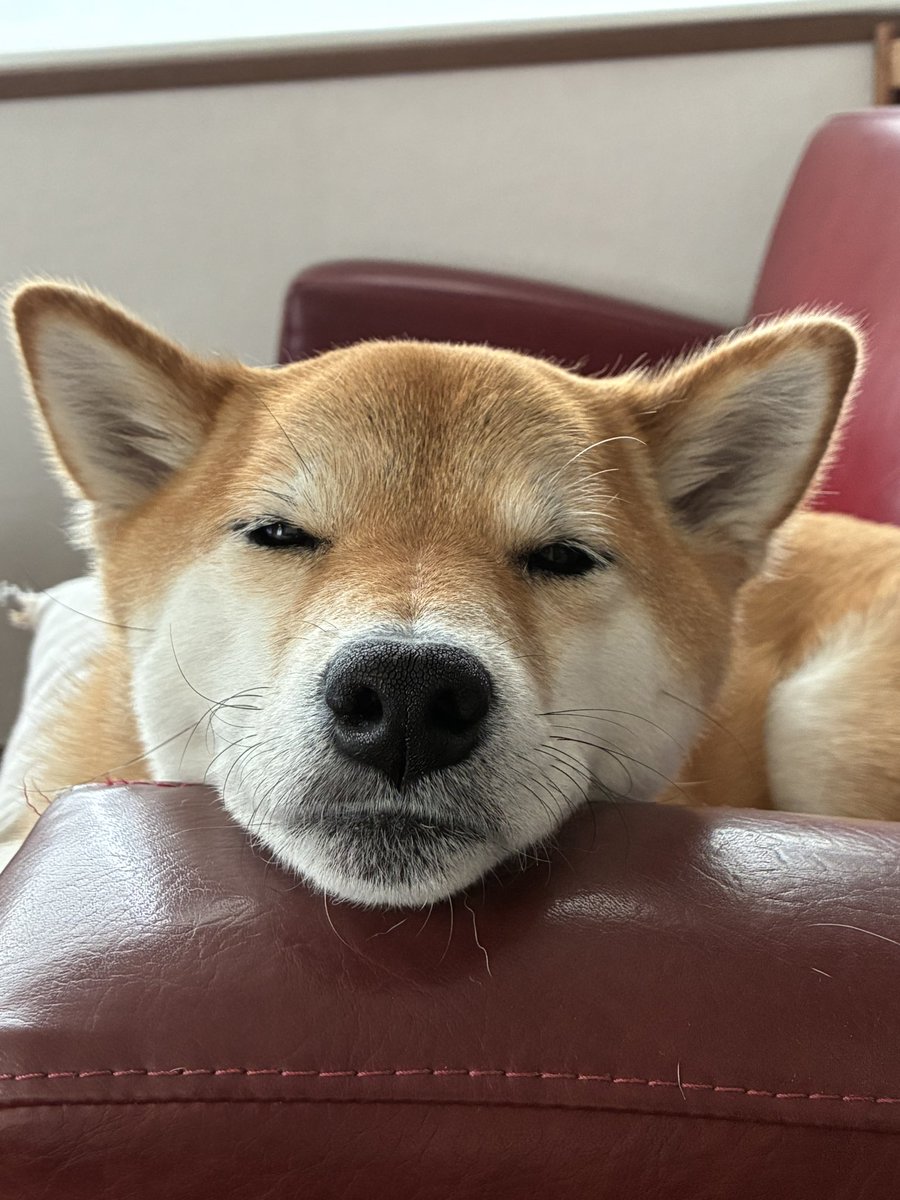 fuku230624's tweet image. 春は眠いね。