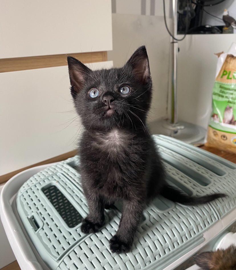 Silfur🐉🌊 tweet media