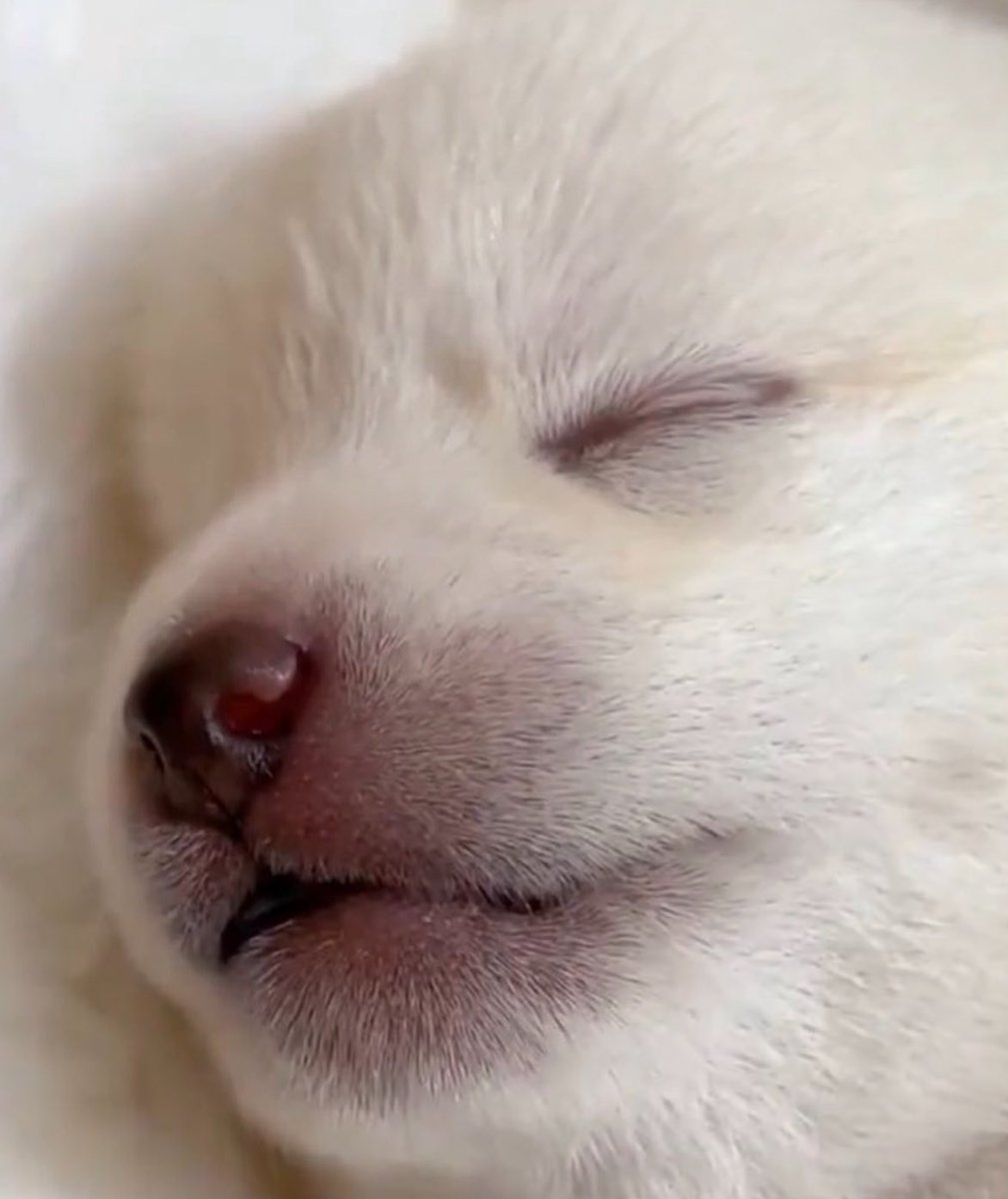 🐶오늘은 진짜 하루종일 낮잠으로 보냈네요