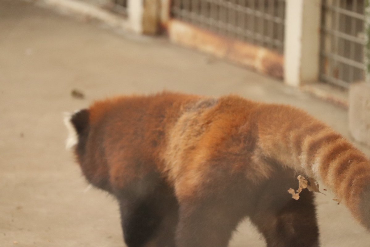 ちゃーはん tweet media