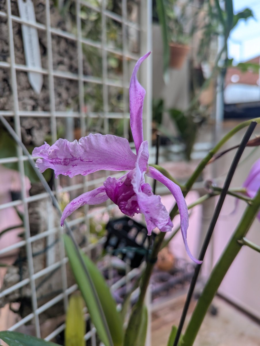 がねこる tweet media