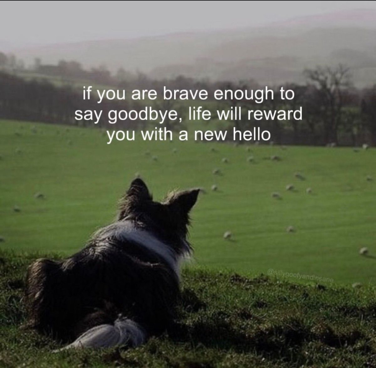 hopecore tweet media