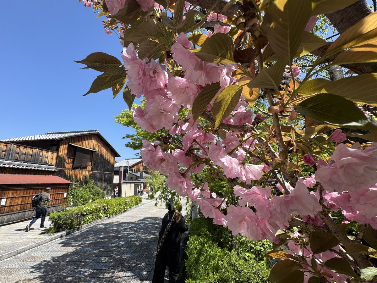 トーキョーから来たココアさんも、春の京都を楽しんだみたいです🌸
それにしてもココアさんの誕生日って本当に良い季節ですよね👀
