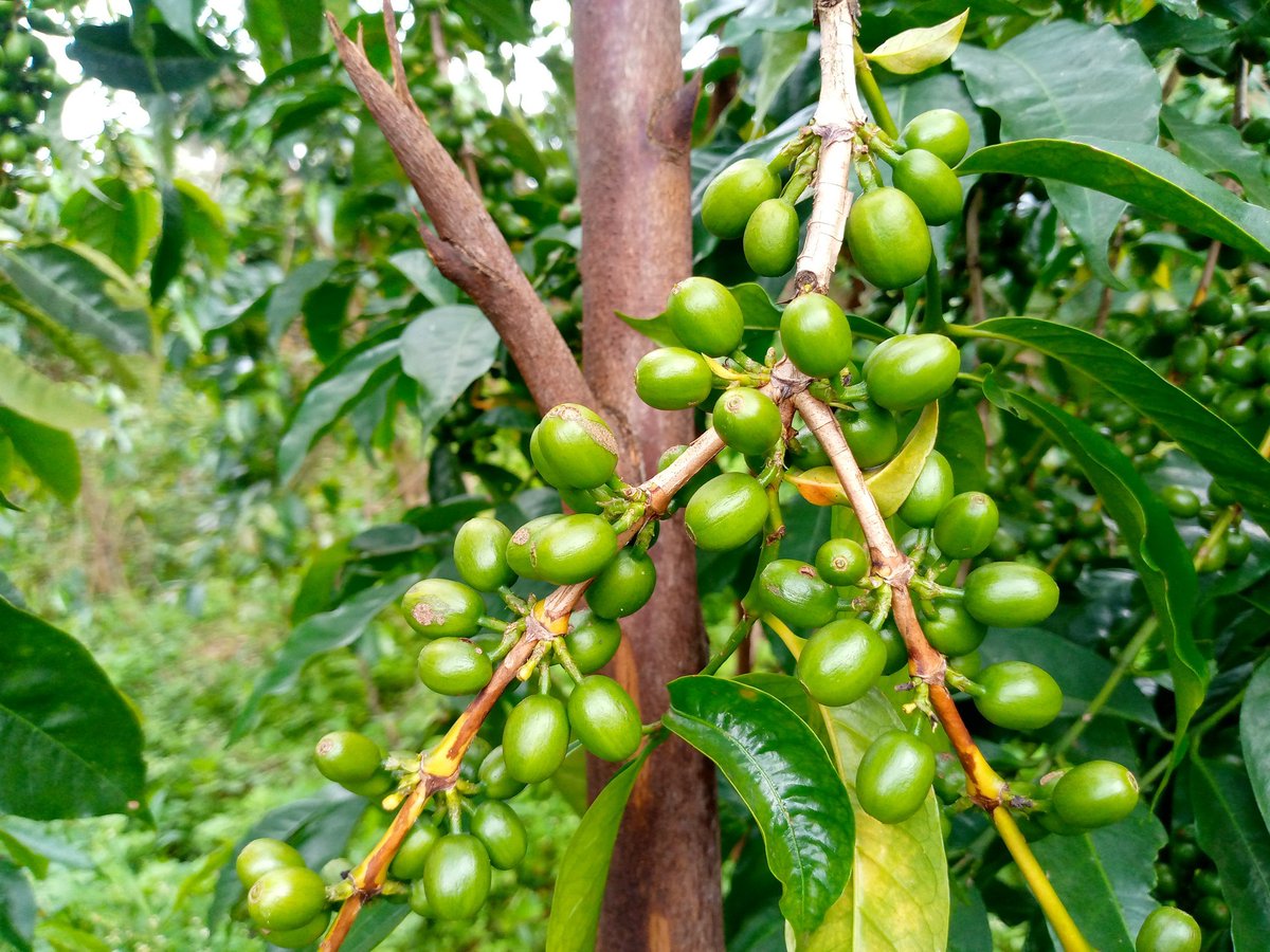 Right Cohen tweet media