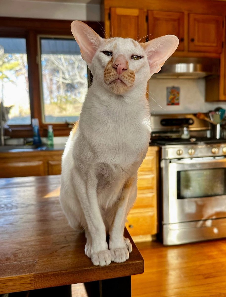 Nimra Shahzadi ❣️ tweet media