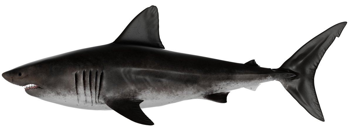 Sharking Around tweet media
