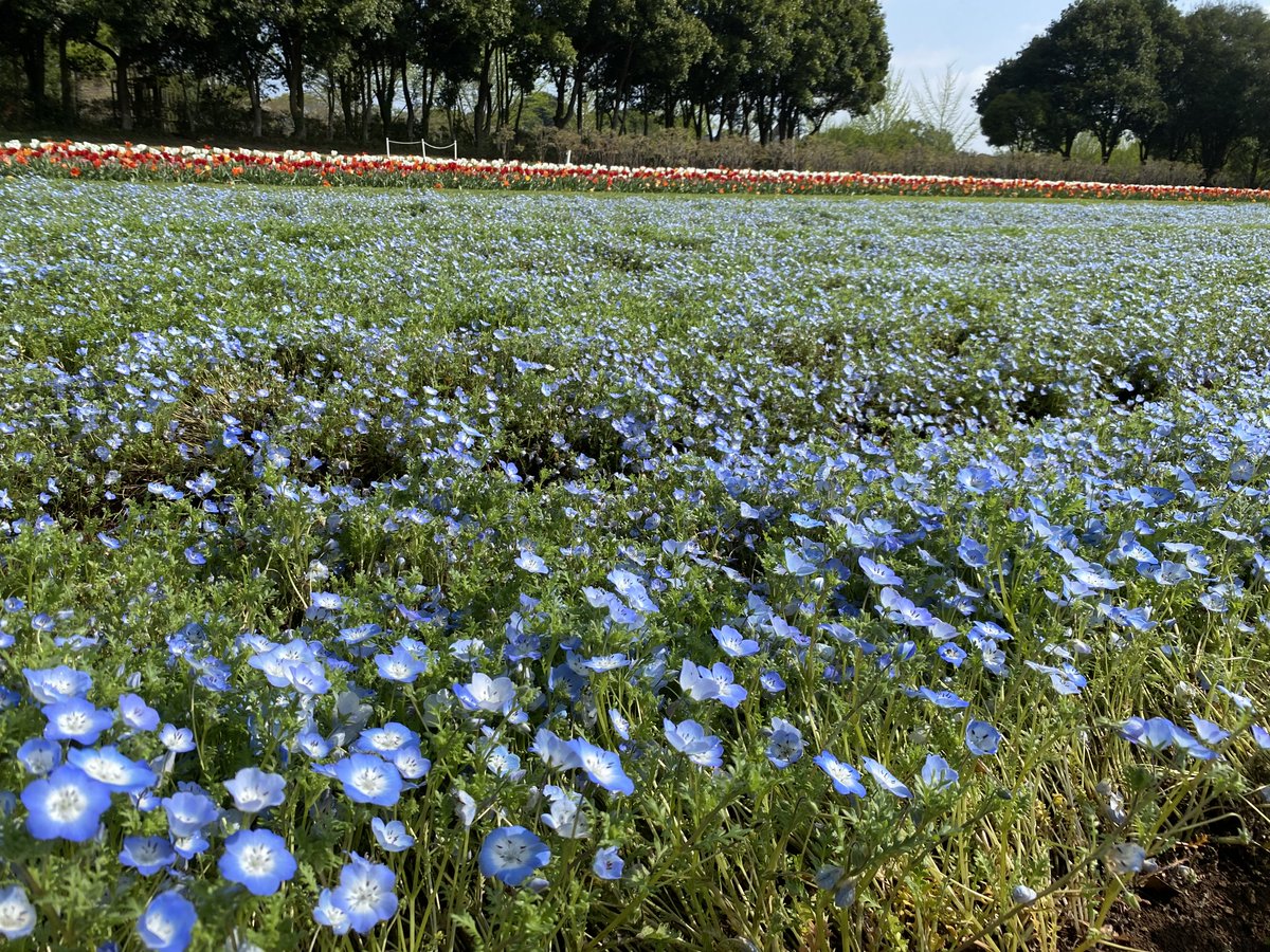 【公式】こもれび 森のイバライド tweet media