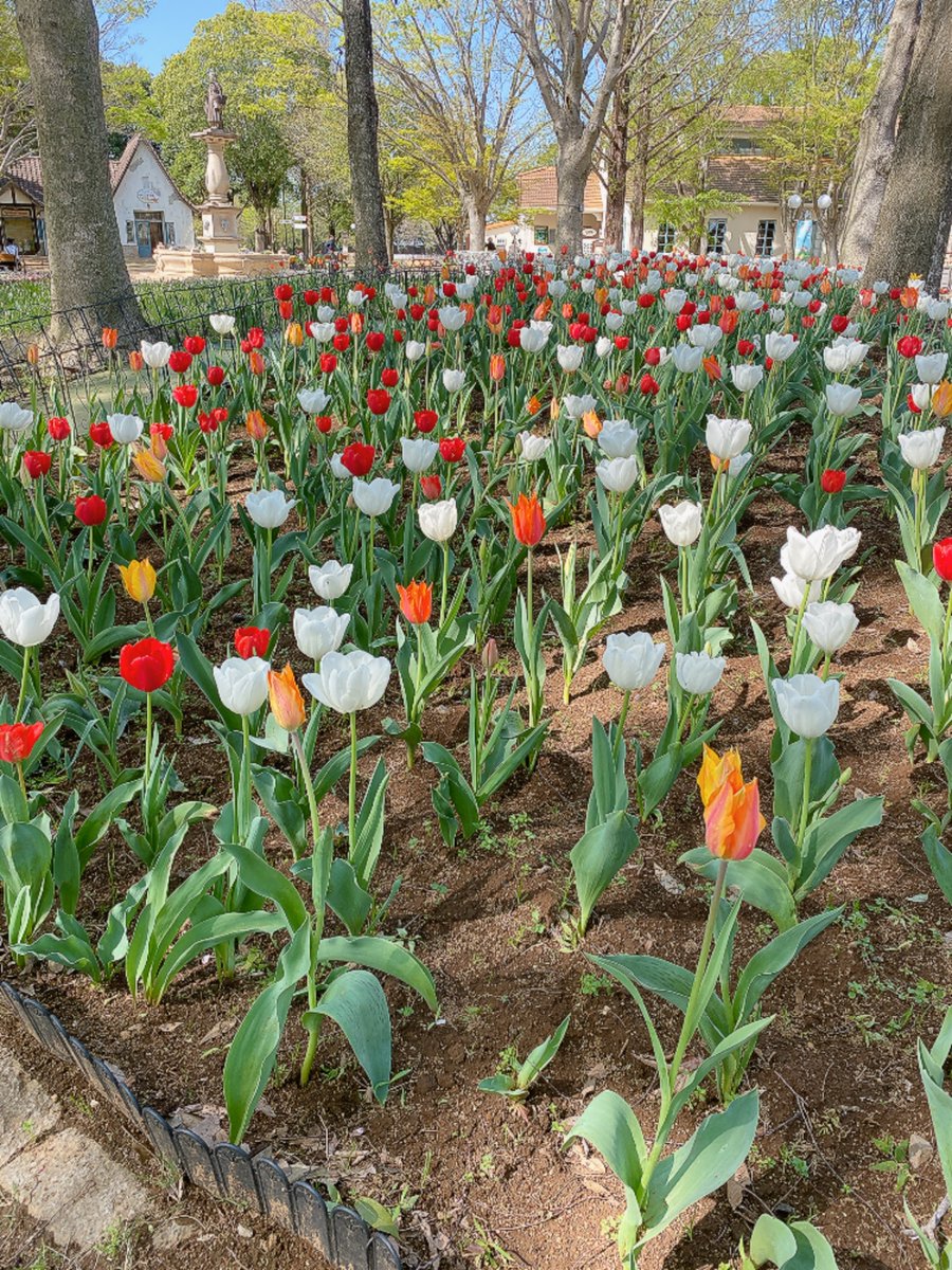 【公式】こもれび 森のイバライド tweet media