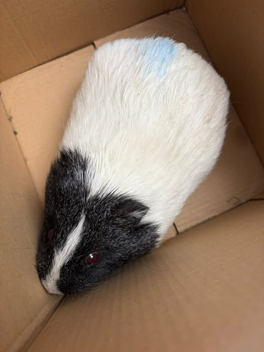 yolanda schultes tweet media