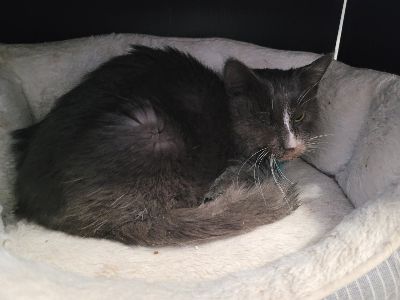 Kashkadavr 🇺🇦( neverending BG3 brainrot ) tweet media