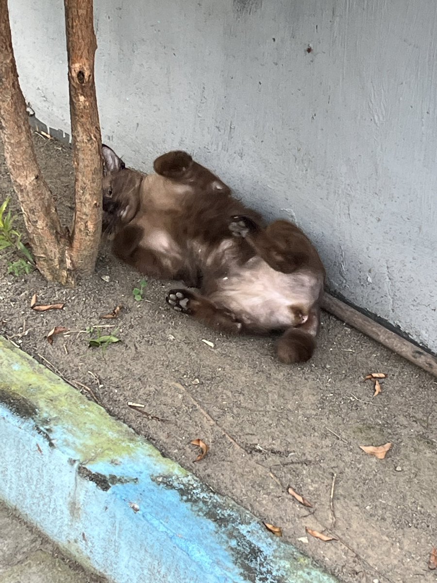 SNOWY CIMPONG tweet media