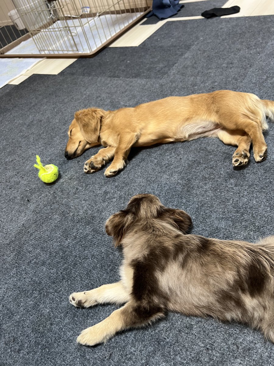 むぎむぎざうるす tweet media