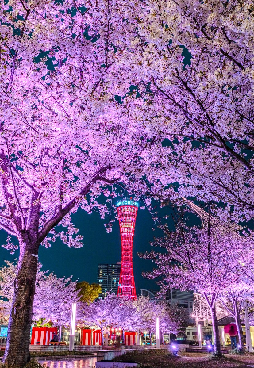 photocitytower's tweet photo. 桜色にライトアップされたポートタワーと満開の桜
神戸に桜はあまりイメージないと思いますが、一度は訪れてほしい桜の名所です🌸 https://t.co/2DNpa6HSxY
