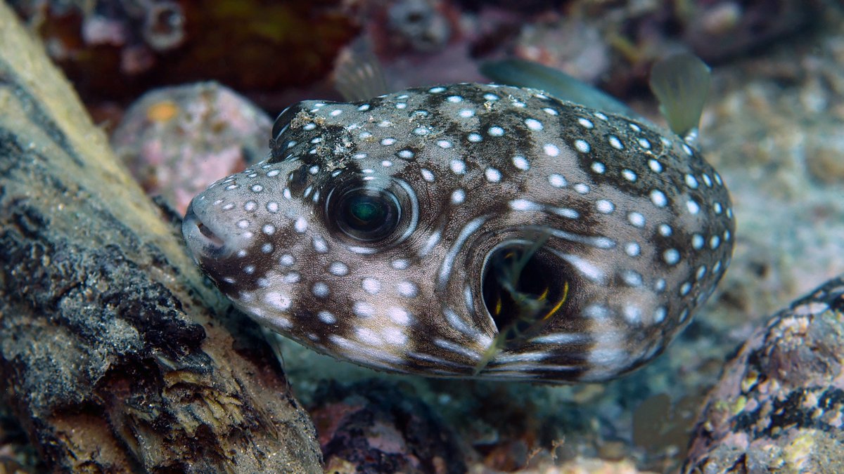 Daily Dive Pic tweet media