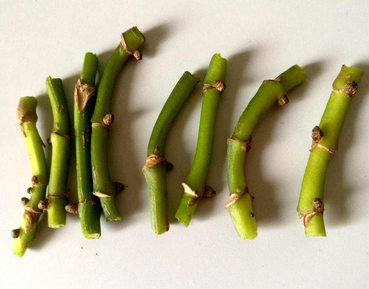 da silva lopes tweet media