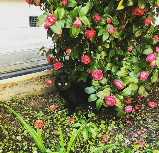 TreasuryMog's tweet image. Happy #Caturday