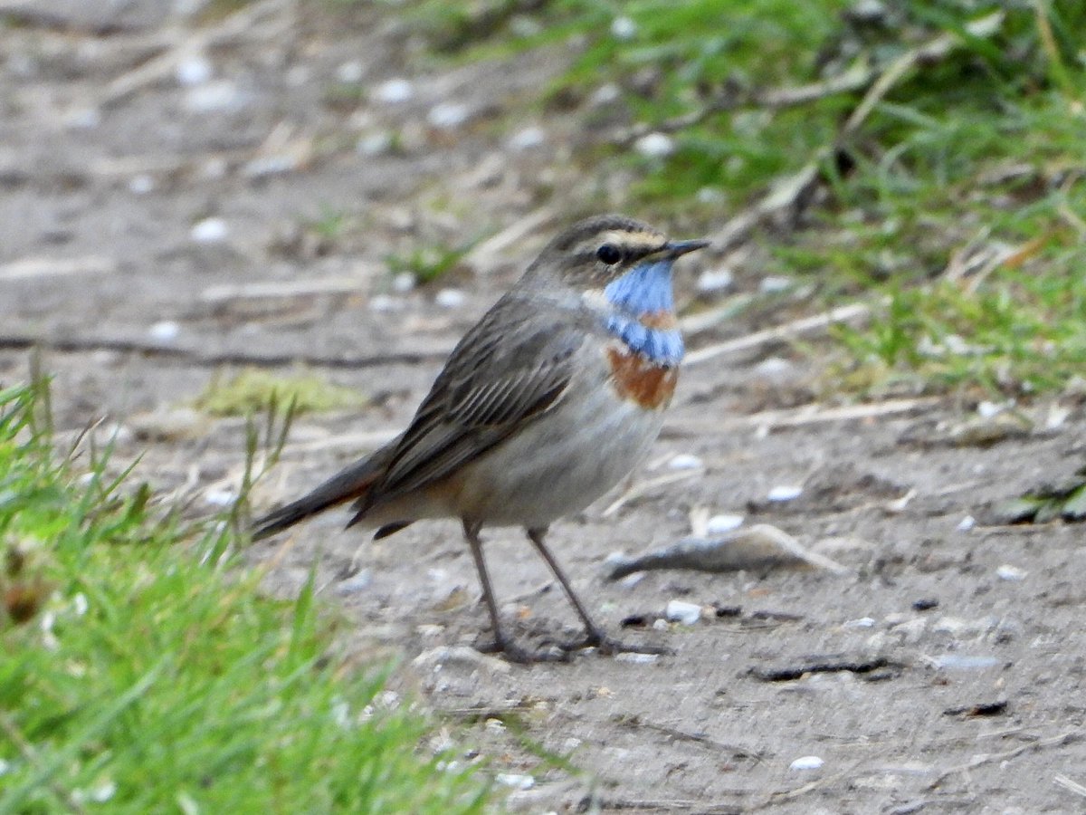 Rob Johnson tweet media