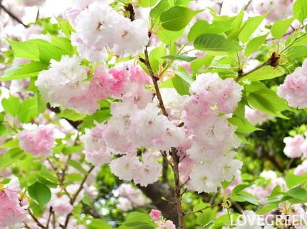 国府田 満 tweet media