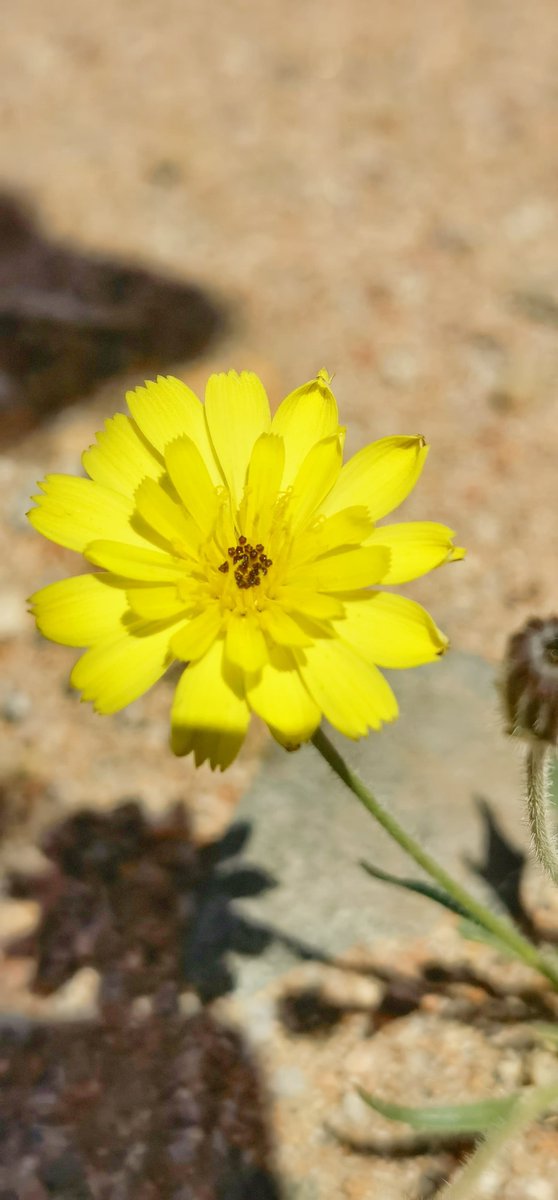 ام أسامه tweet media