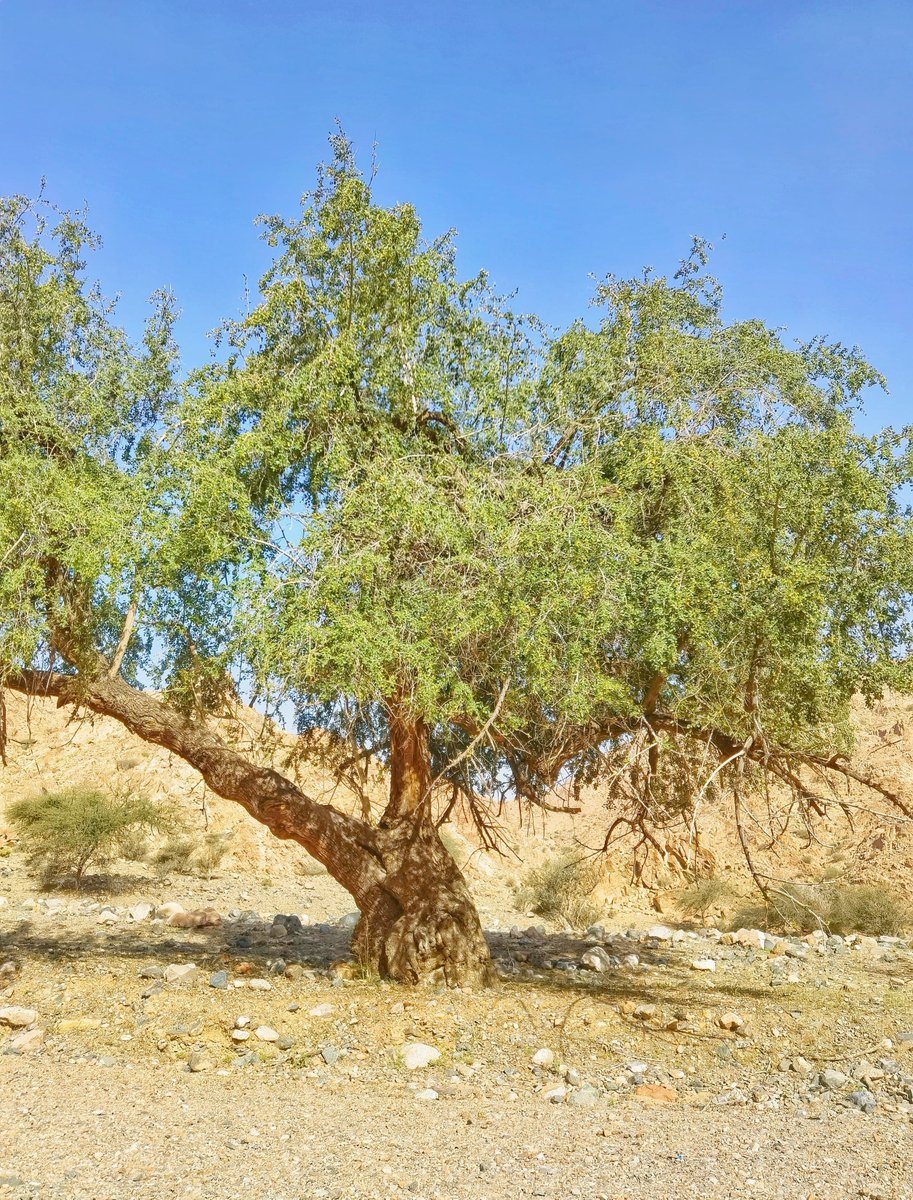 ام أسامه tweet media