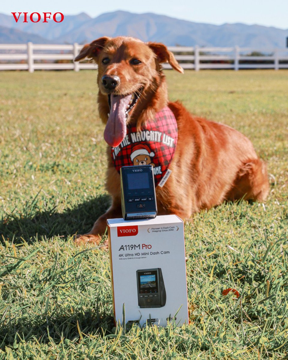 viofo's tweet image. To us, they are family. To them, we are their entire world.❤️ 
From ensuring a safe journey to capturing those spontaneous tail wags in the back seat, we’re here to preserve the memories that make every mile worth it.🚗✨👇
#viofo #dashcam #caraccessories #nationalpetday #petday