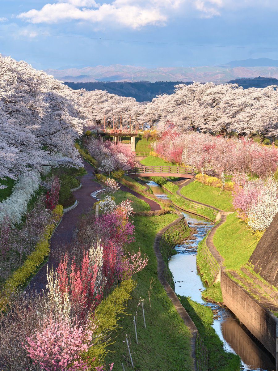 𝚋𝚒𝚛𝚍 tweet media