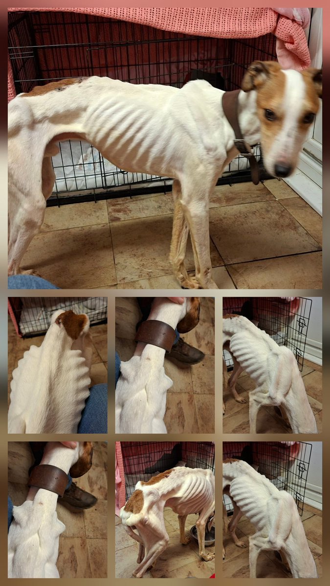 Wilf125's tweet image. Please read information Alt
#Phoenix  story
Please if able to #donate 
lurcher.org.uk 
facebook.com/profile.php?id…
@NevilleSouthall
#teamzay
#Worcester
#dogs
#news
#share
#weekends 
#england 
#together 
#uk