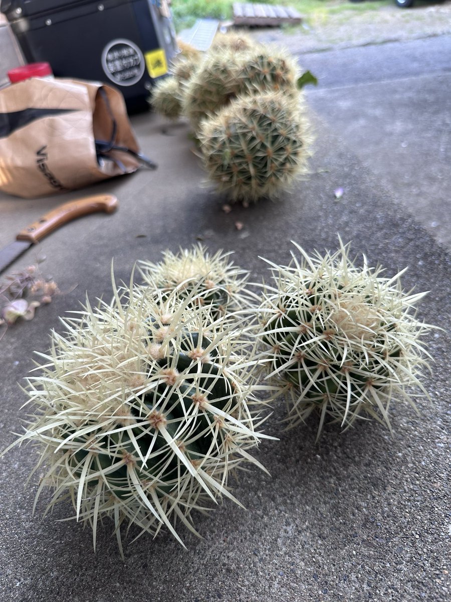 あっ君 tweet media