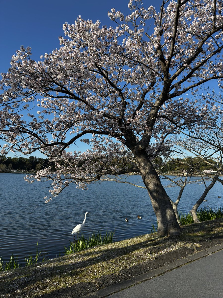 🌷🌸