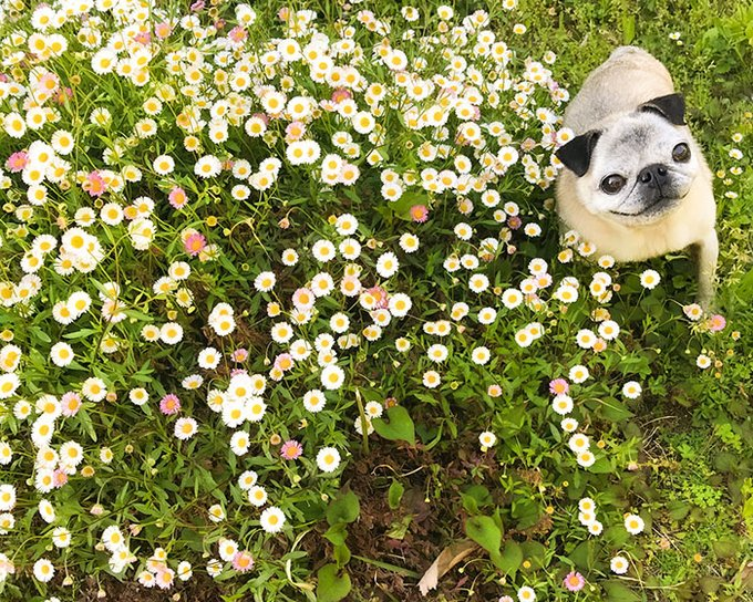 よしこ【5/24デザフェスB-438】 tweet media