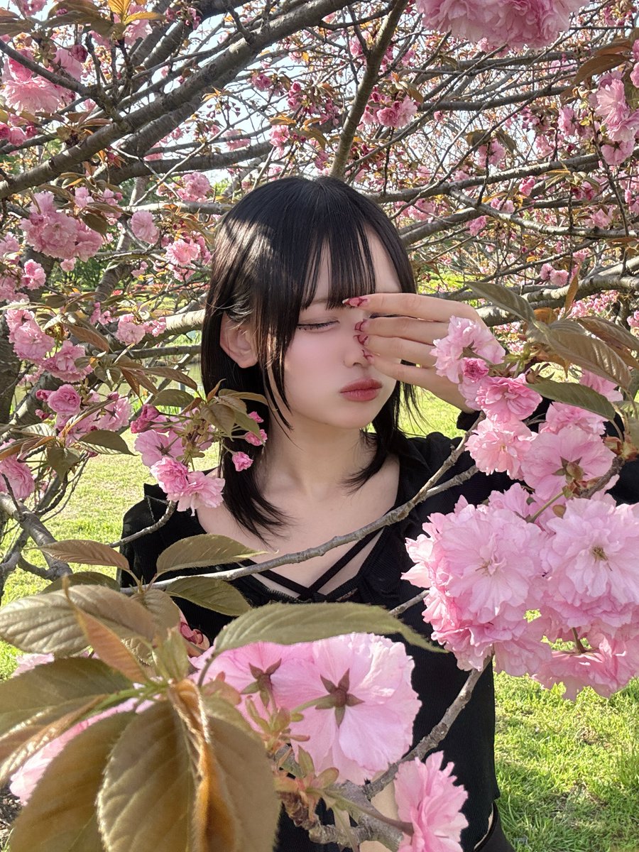 桜と一緒に散ってしまおうか